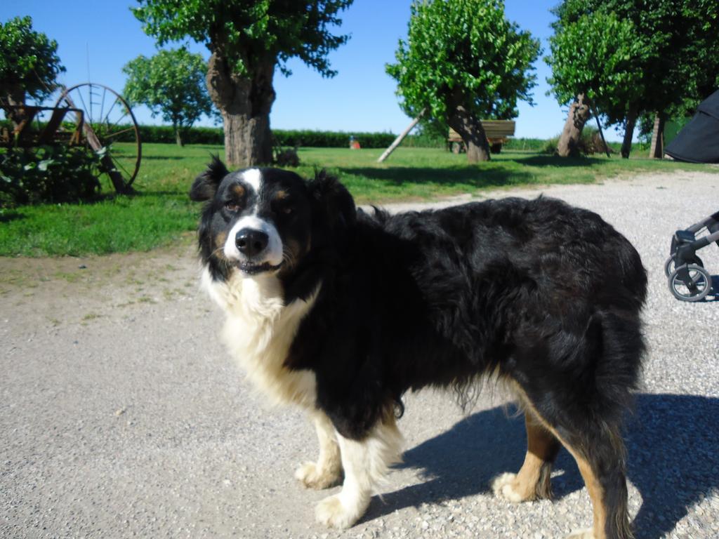Agriturismo Al Gelso Risano Luaran gambar